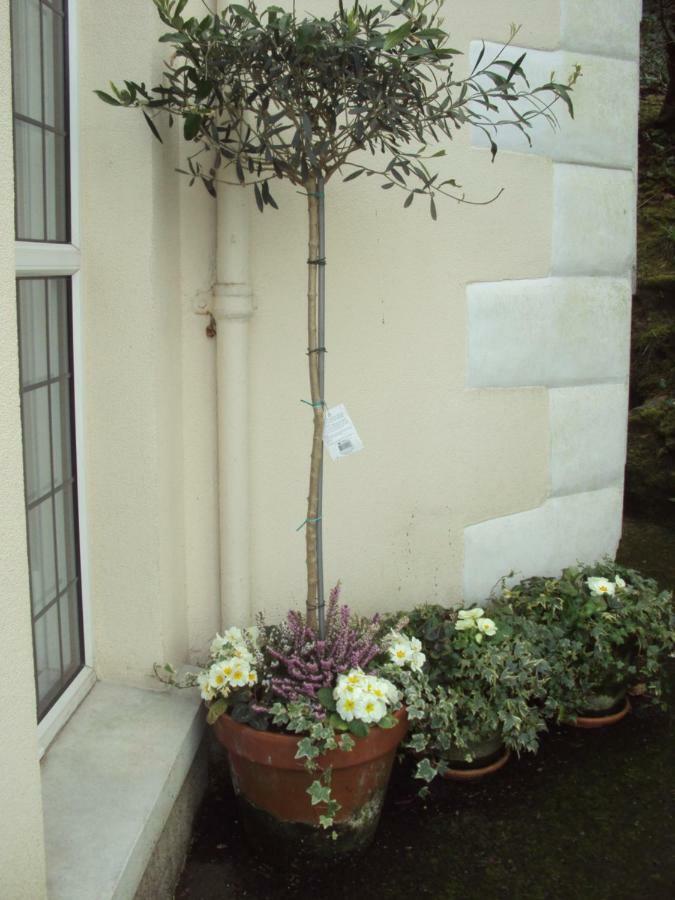Woodlands Bed & Breakfast Лу Екстериор снимка
